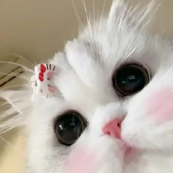 Khám Phá Thế Giới Meme Mèo Vô Tri Và Sự Hài Hước Của Chúng