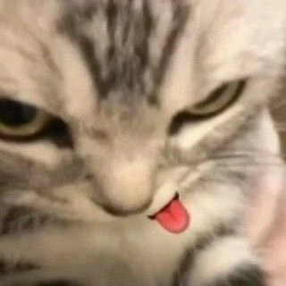 Sự Hài Hước Của Avatar Mèo Vô Tri Trong Thế Giới Kỹ Thuật Số