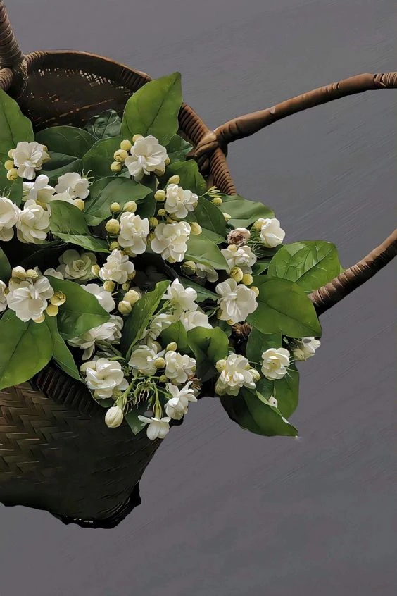 Hình nền hoa nhài cho điện thoại mang vẻ đẹp thanh bình