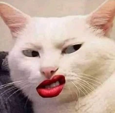 Khám Phá Vẻ Đẹp Của Meme Vô Tri Trong Thế Giới Mạng