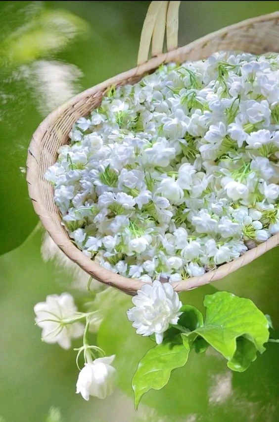 Vẻ đẹp của ảnh nền hoa nhài trong cuộc sống hàng ngày