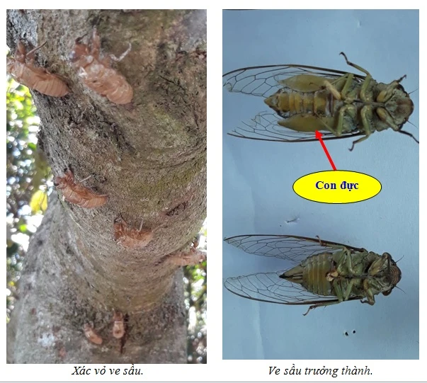 Cách nuôi ve sầu hiệu quả cho nông dân thông minh
