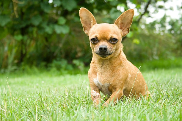 Tìm Hiểu Về Hình Ảnh Chó Chihuahua Đáng Yêu