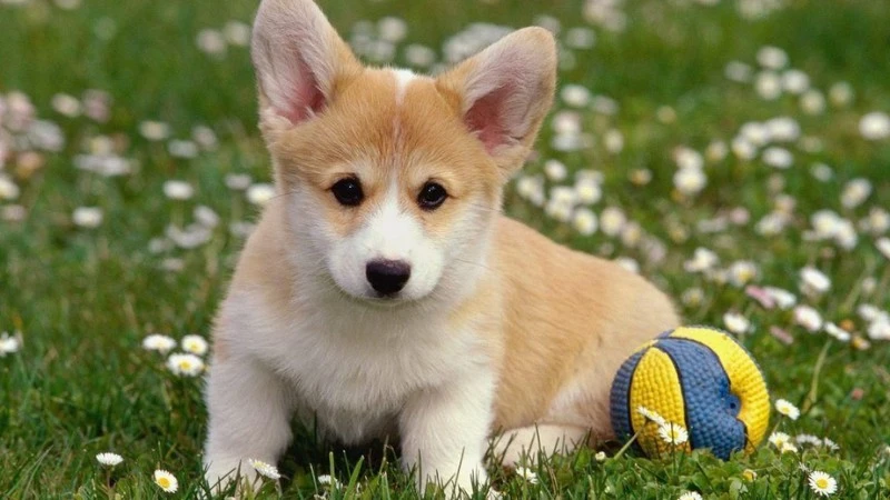 Khám Phá Tính Cách Vui Vẻ Của Chó Cute