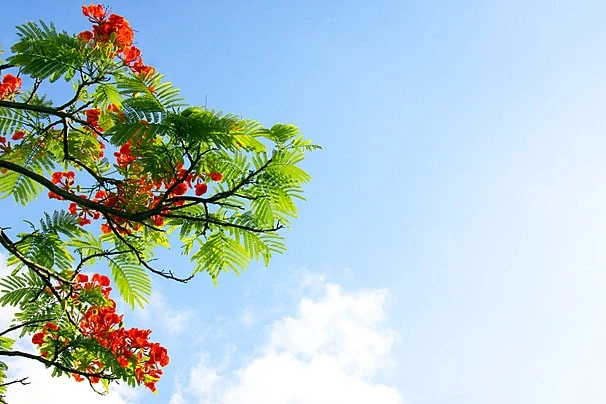 Khám Phá Hình Nền Hoa Phượng Đẹp Mùa Hè