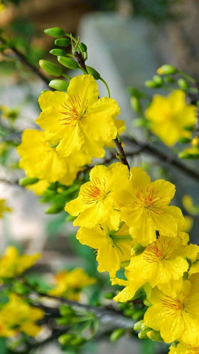 Khám Phá Hình Nền Hoa Mai Đẹp Mùa Xuân