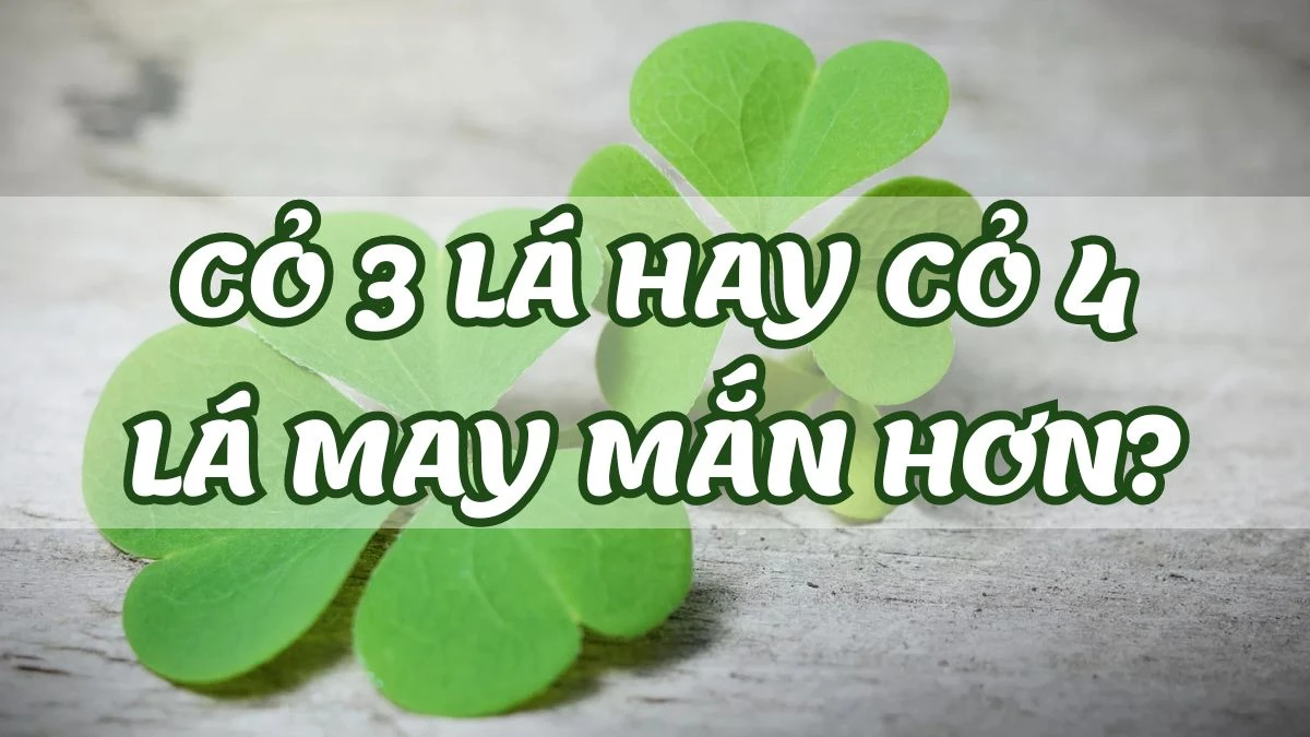 Cỏ ba lá hay bốn lá đâu là biểu tượng may mắn hơn