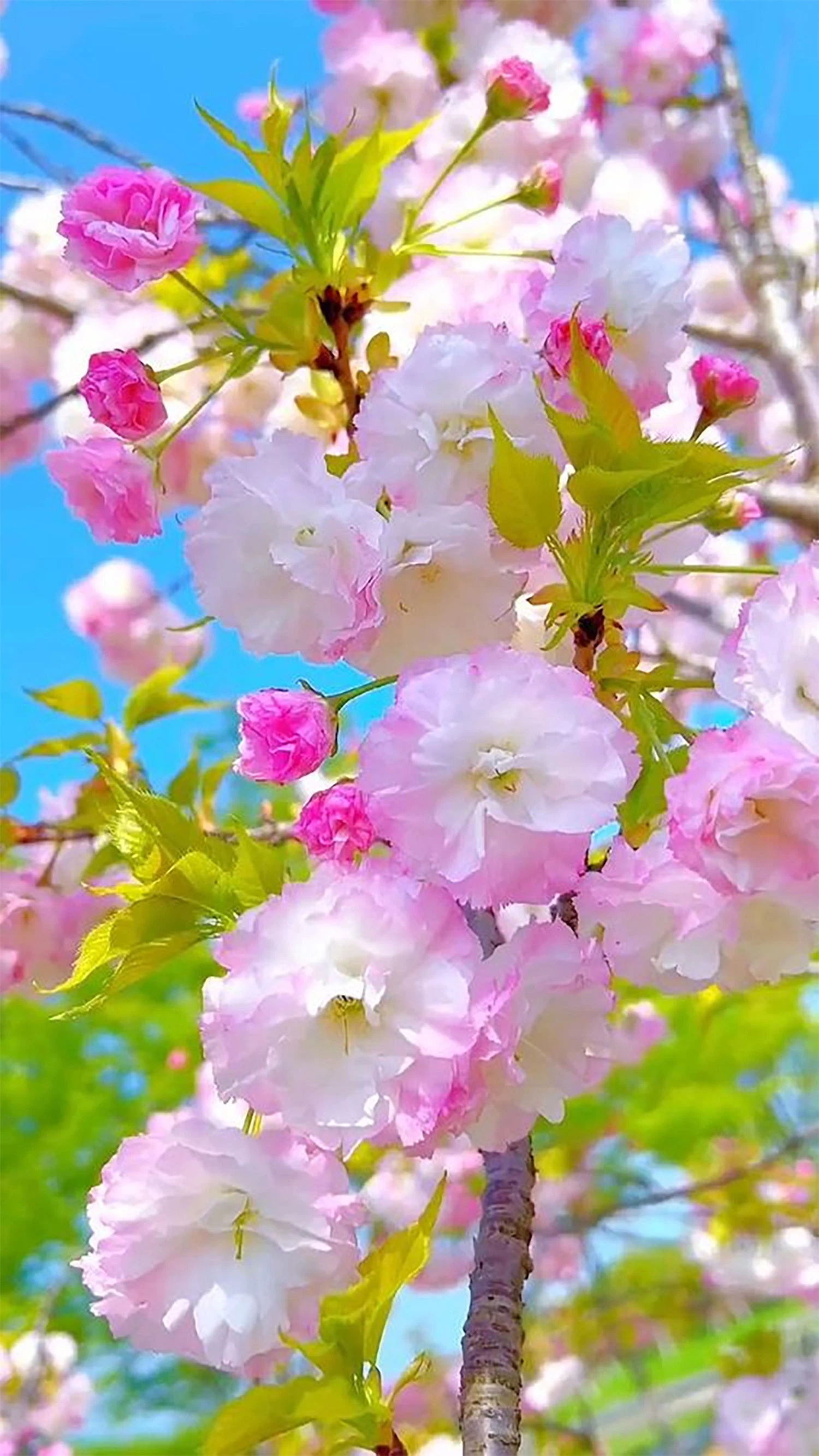 Khám Phá Hình Ảnh Hoa Đẹp Trong Cuộc Sống Hàng Ngày