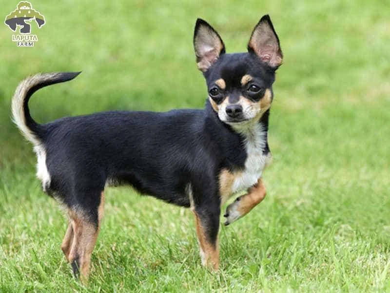Khám Phá Đặc Điểm Nổi Bật Của Chó Chihuahua Đen