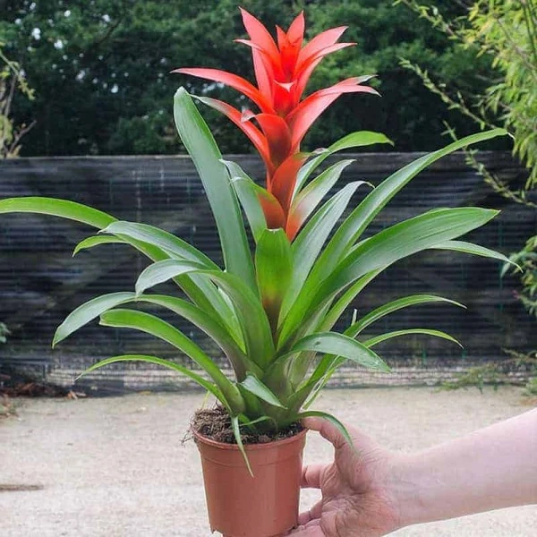 Phong Lộc Hoa Hợp Tuổi Gì Tốt Nhất Cho Bạn