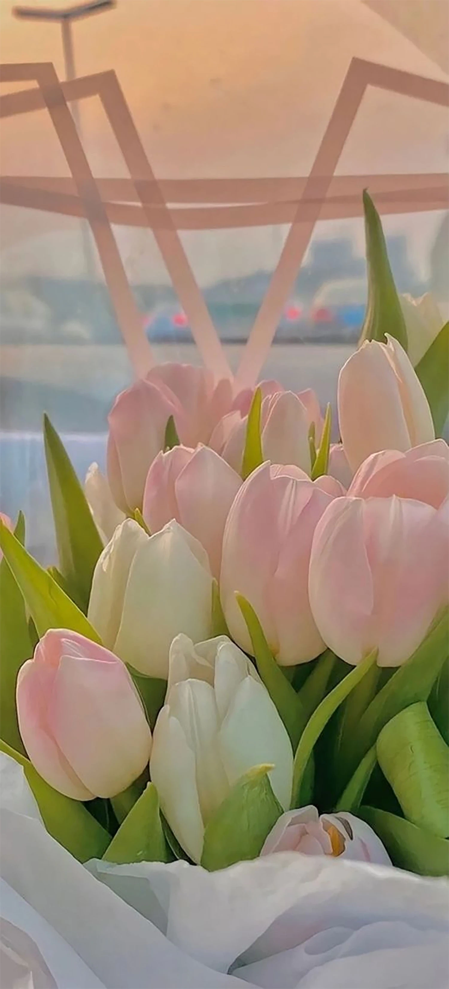 Khám Phá Vẻ Đẹp Hoa Tulip và Ý Nghĩa Sâu Sắc