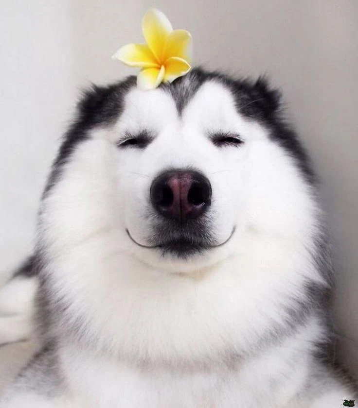 Những chú chó cute và đáng yêu nhất bạn không thể bỏ qua