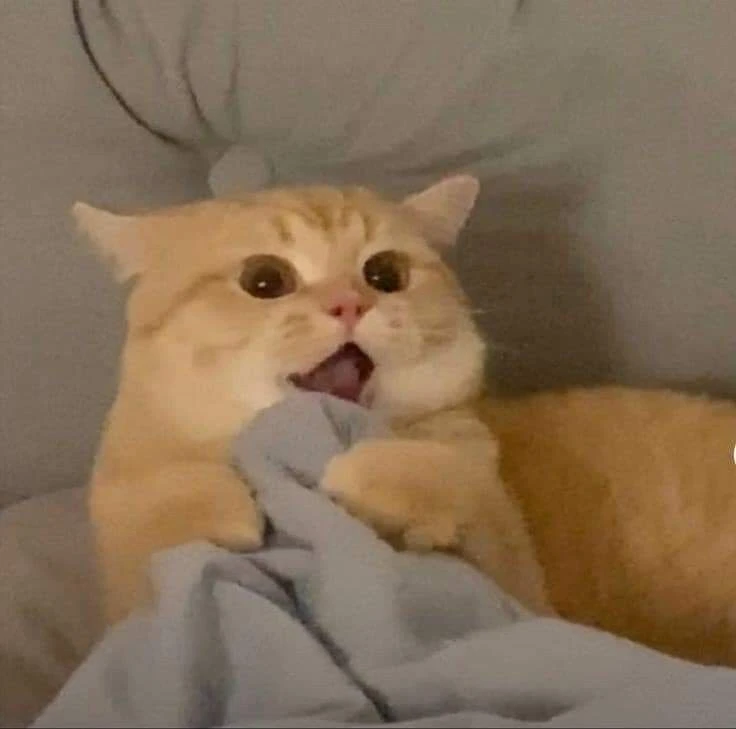 Hình nền mèo meme: Nguồn cảm hứng nghệ thuật độc đáo