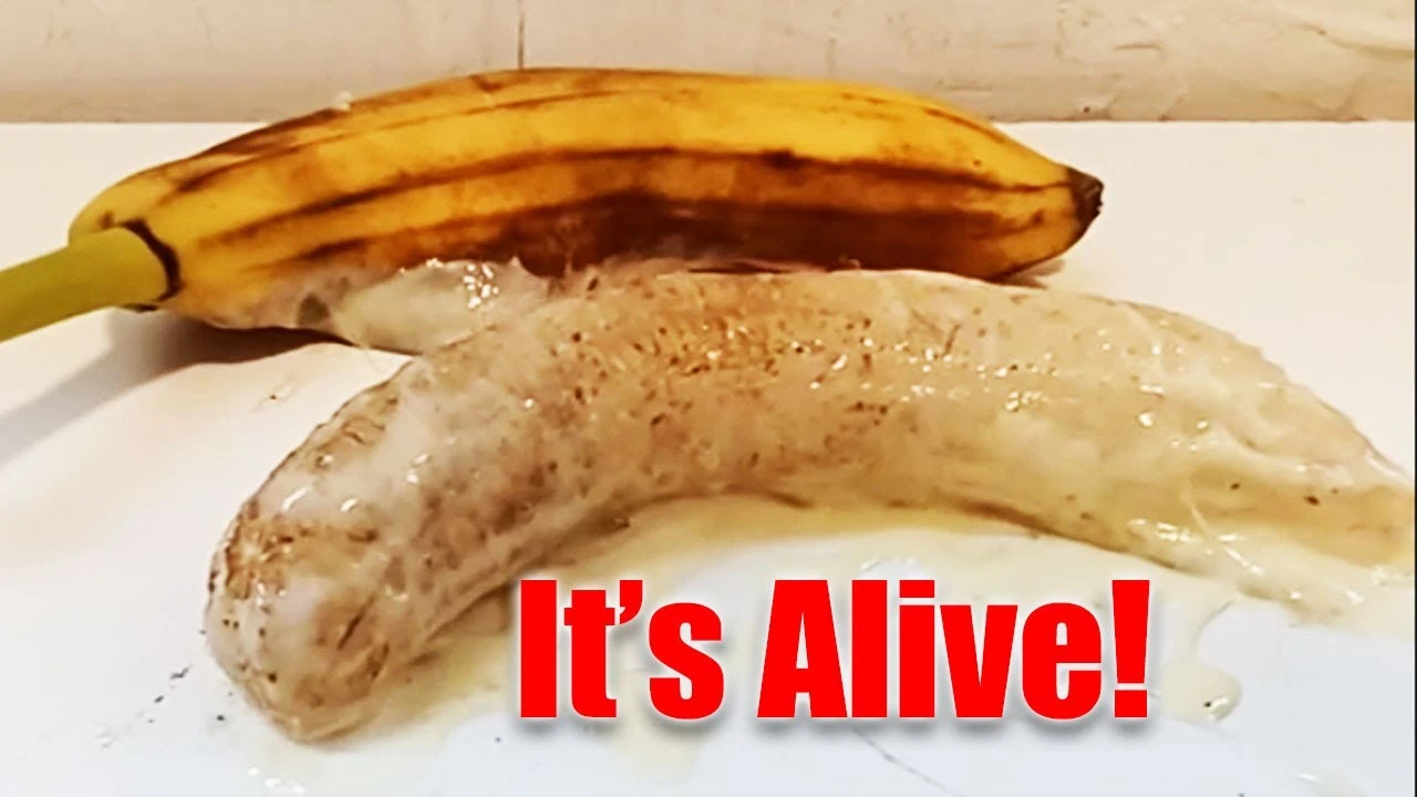 Khám Phá Lab Banana Những Quả Chuối Đặc Biệt Từ Công Nghệ