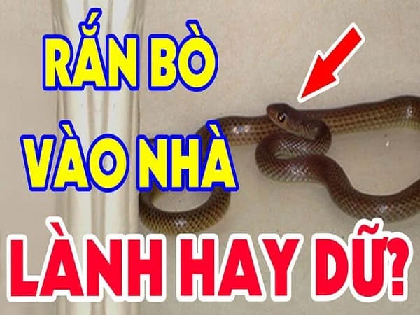 Lỡ giết rắn bò vào nhà phải làm sao để giải quyết