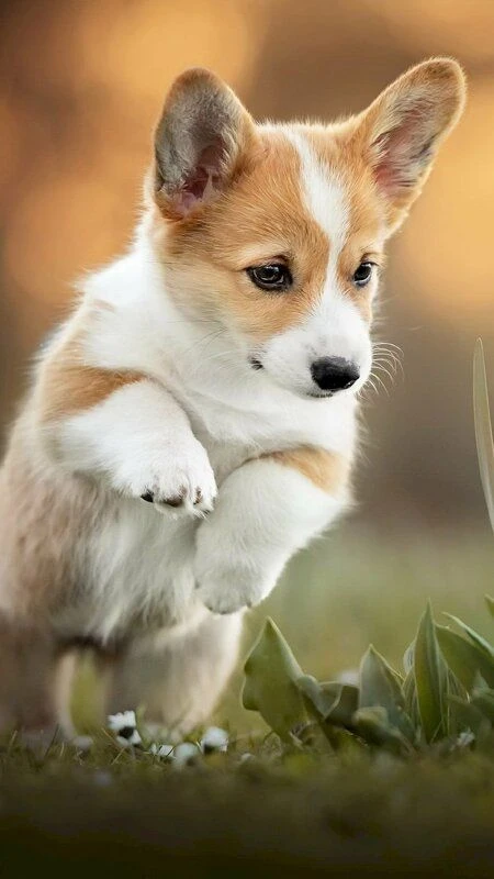 Hình nền điện thoại con chó cute dễ thương cho bạn
