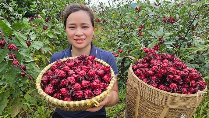 Khám Phá Bông Atiso và Lợi Ích Sức Khỏe Của Nó