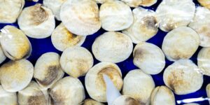 Sò thưng nướng - Món đặc sản Quảng Ninh đậm đà hương vị biển